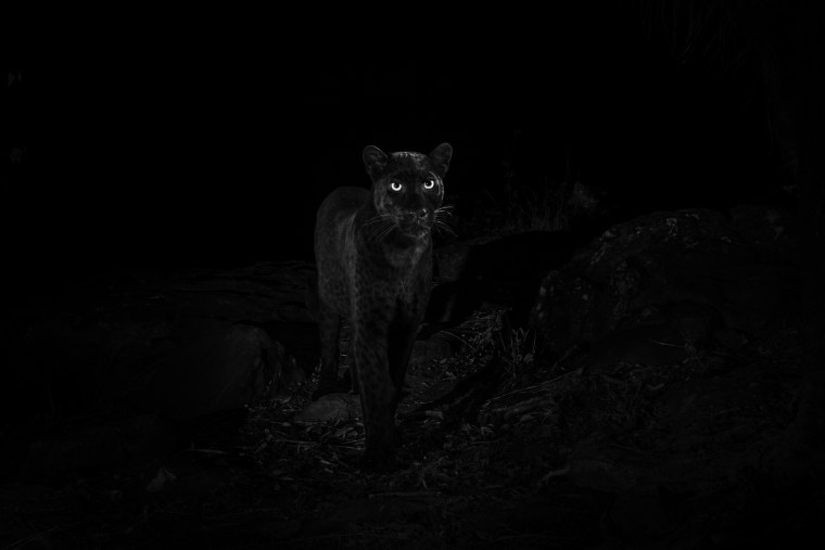 Черная пантера на черном фоне