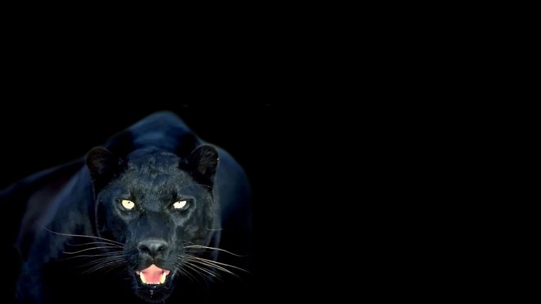 Пантера с голубыми глазами