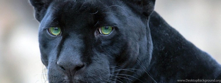 Пантера на темном фоне