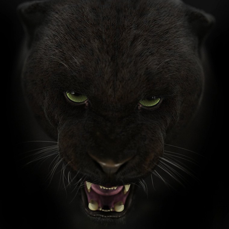 Гепард меланист чёрный