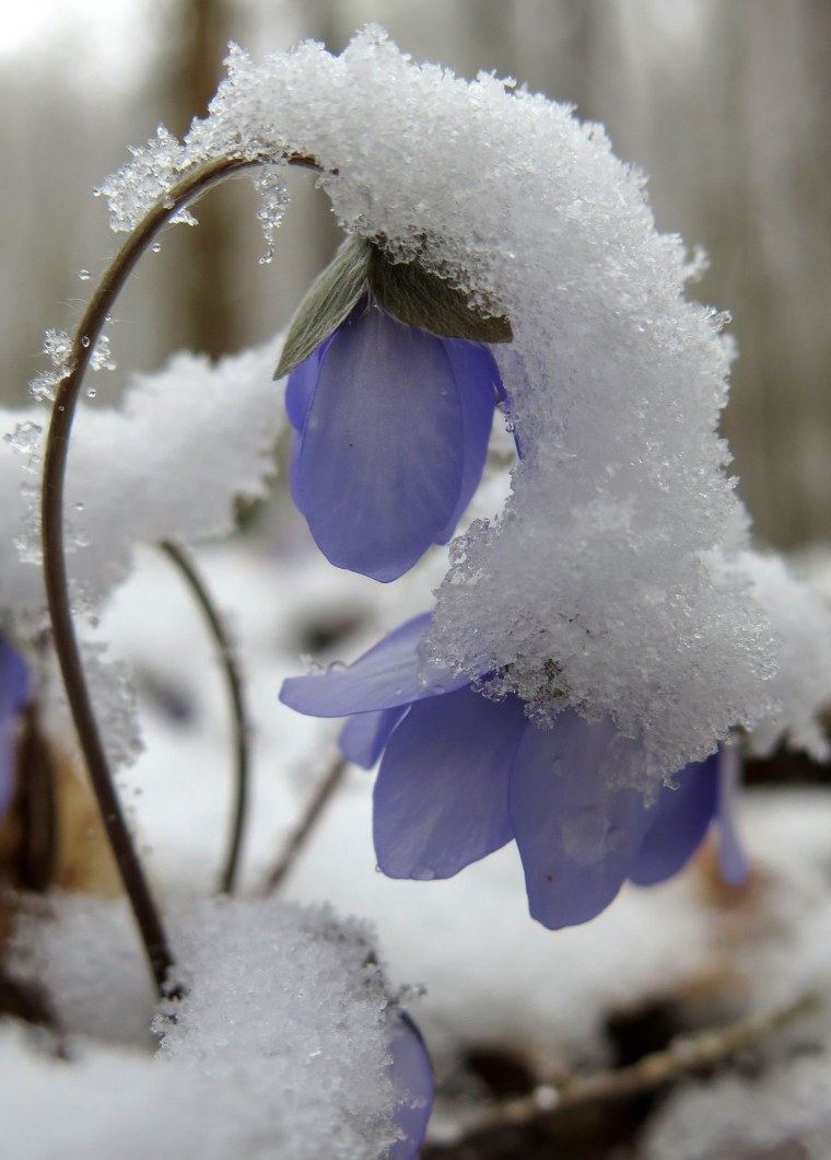 Скоро Весна