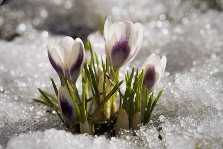 Тюльпаны зимой