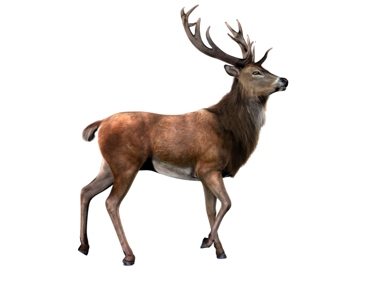 Elk Moose