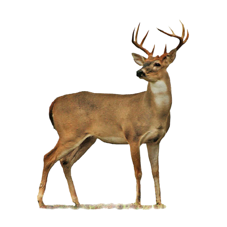 Белый олень