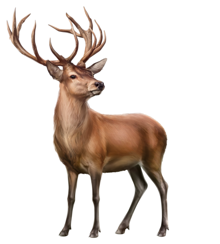 Благородный олень на белом фоне