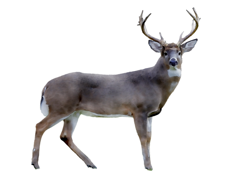 Северный олень