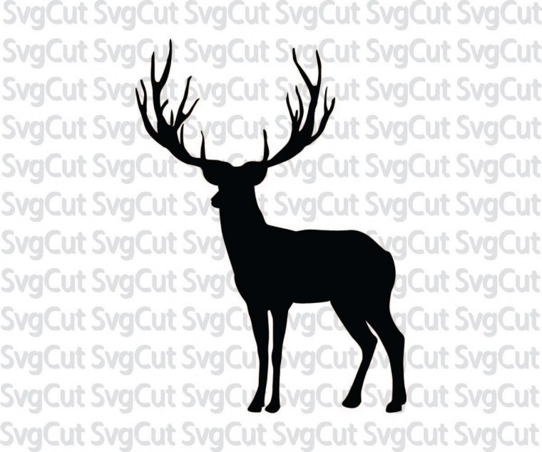 Лань на белом фоне