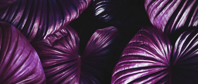 Обои сиреневые с бабочками