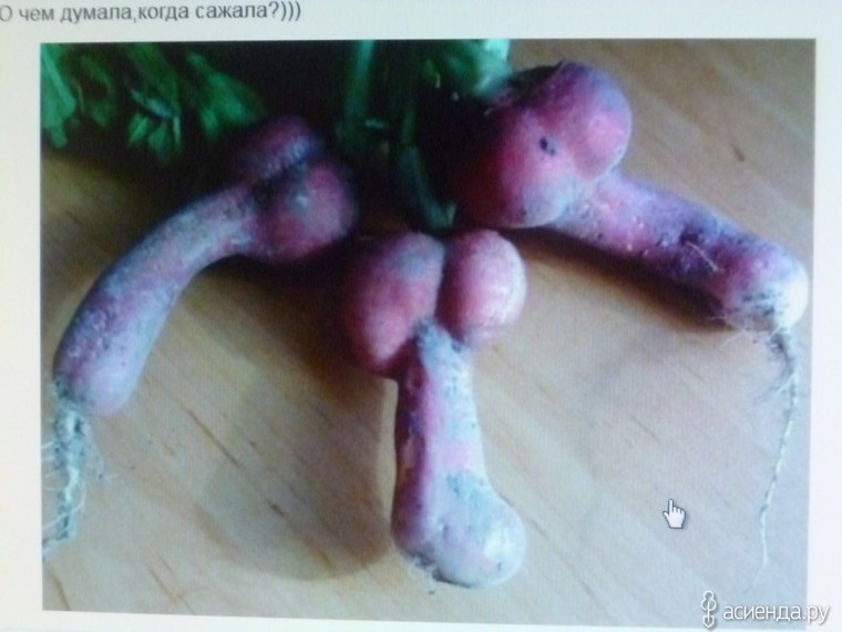 Веселая редиска