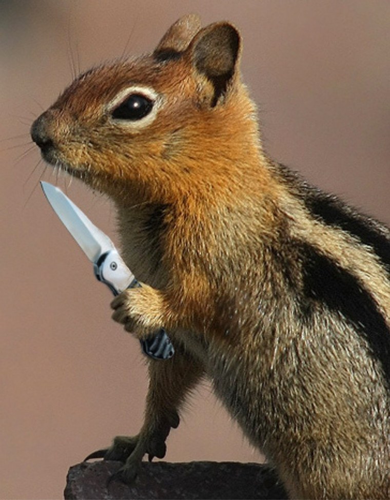 Бойцовская белка