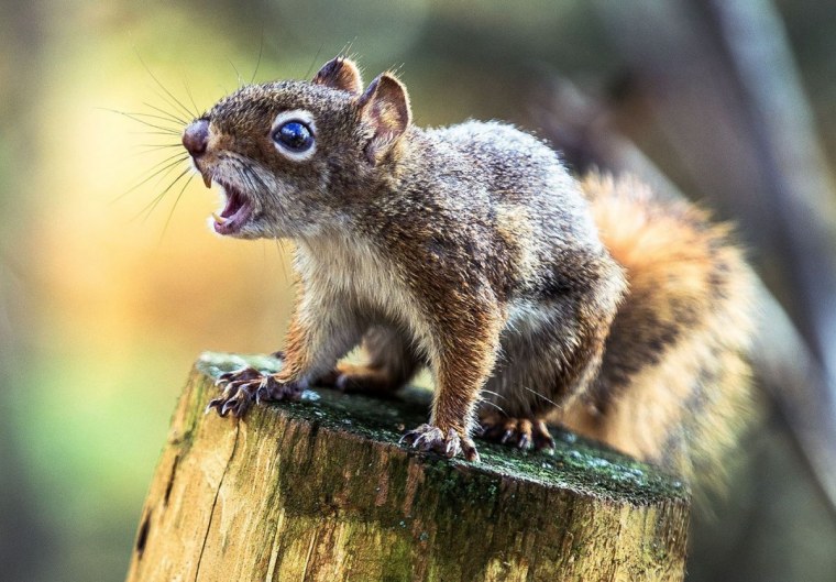 Сумасшедшие белки