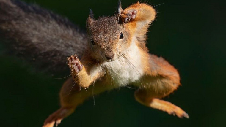 Сумасшедшие белки