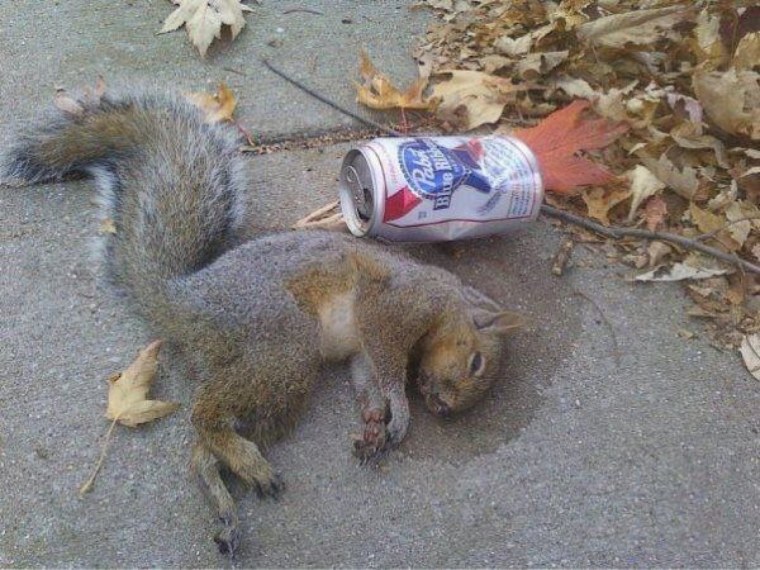 Беременная белка Мем