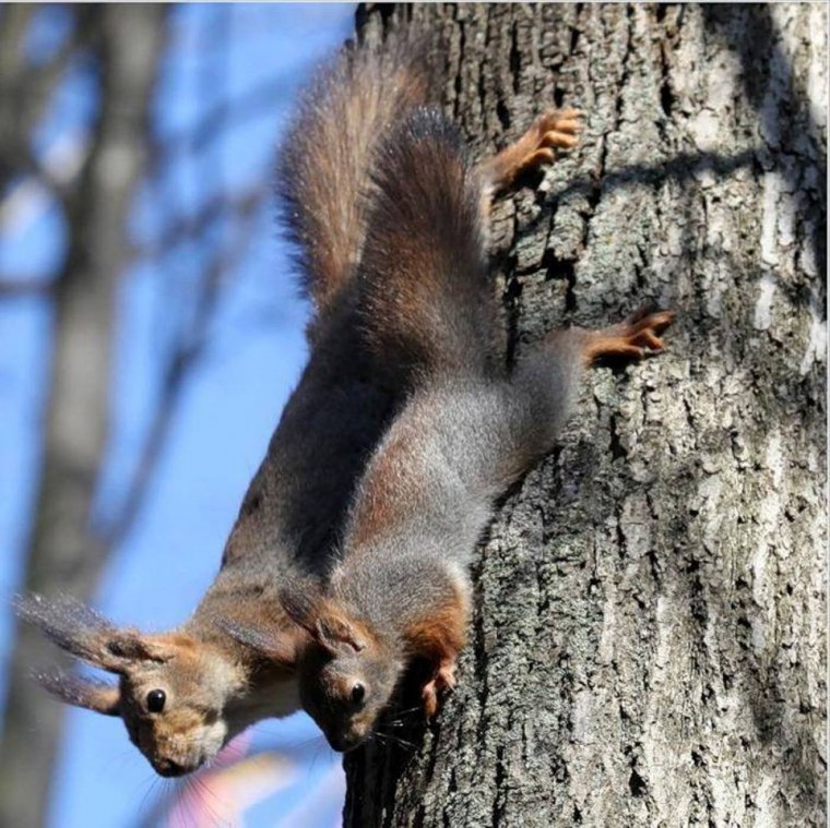 Танцующая белка