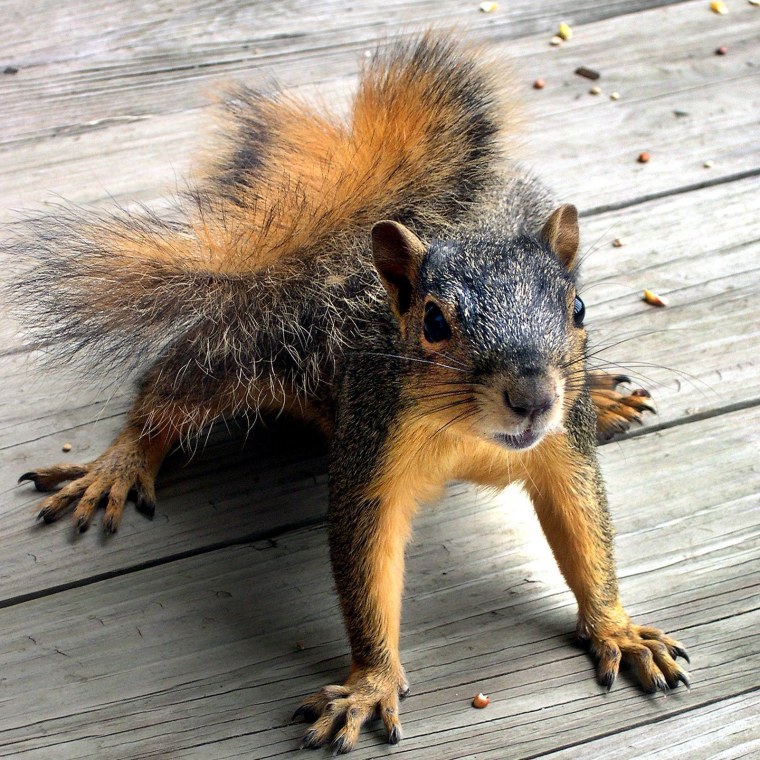 Бешеная белка