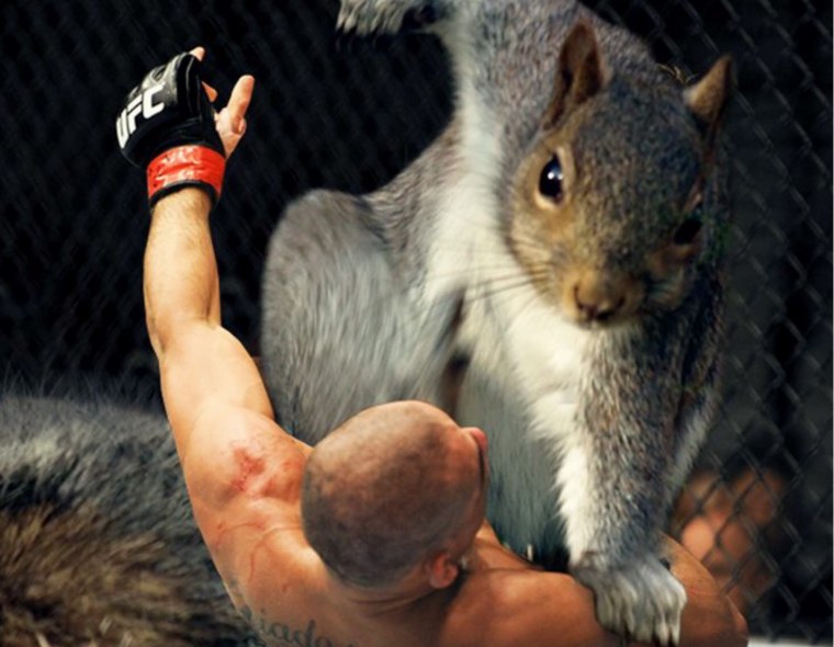 Белка Хэмми