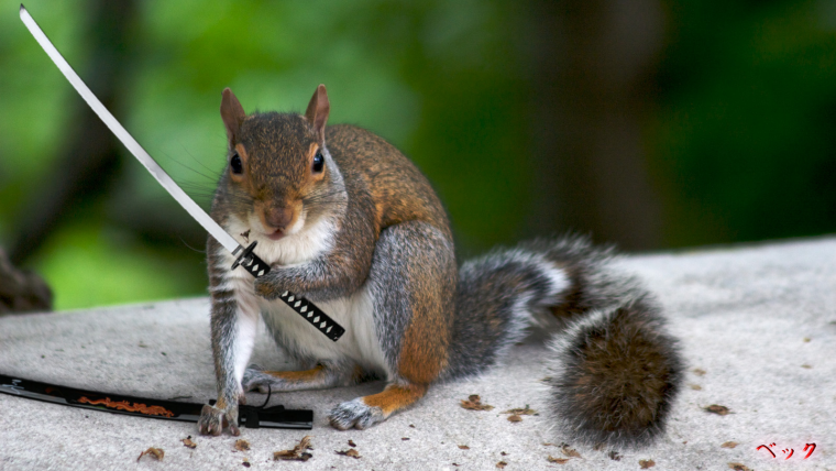 Белка Хэмми