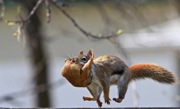 Грустная белка