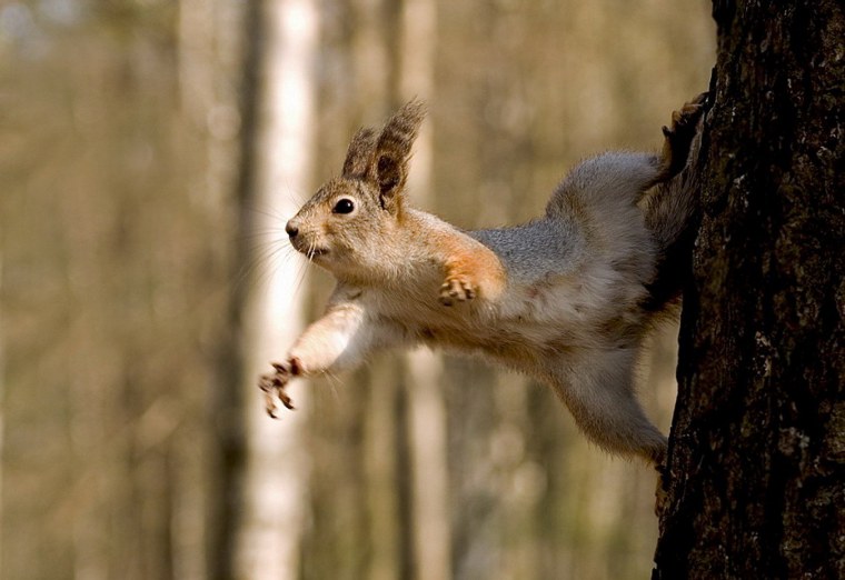 Белки в природе