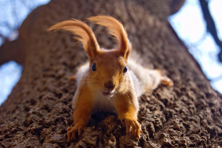 Дикие животные белка и Бельчонок