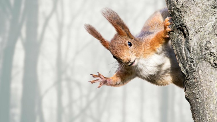 Белка с орехами во рту