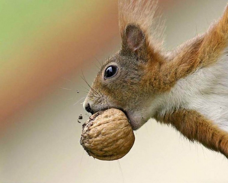 Белка с набитыми щеками