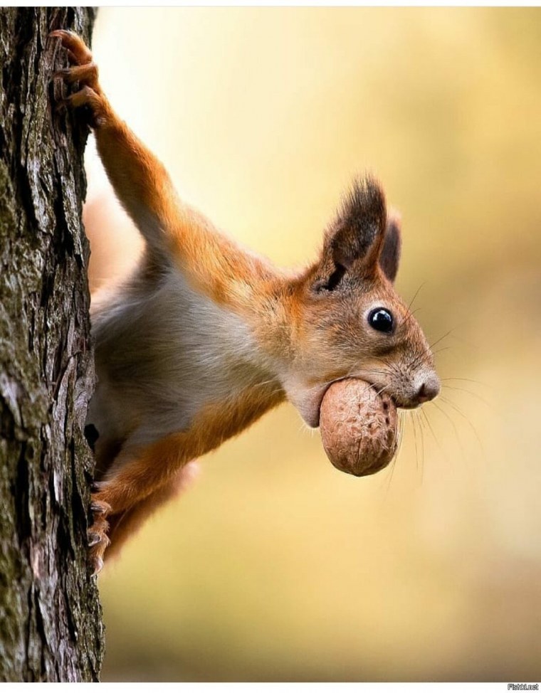 Белка с орешками