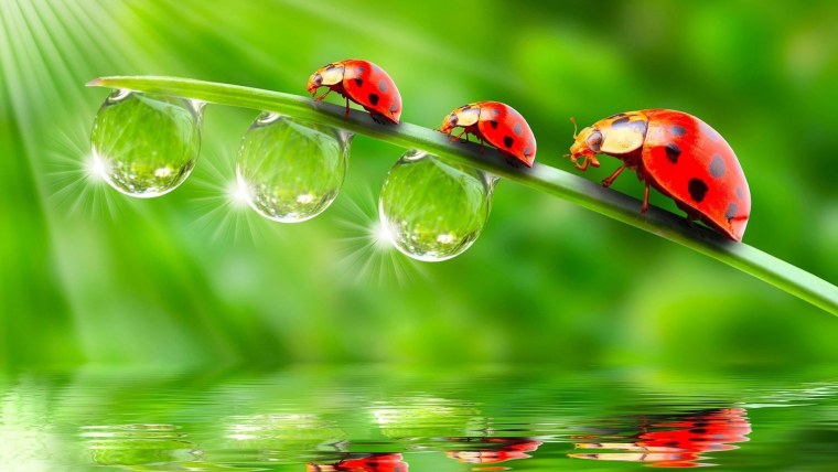 Заставка для рабочего стола компьютера