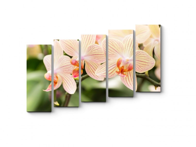 Фотопечать цветы