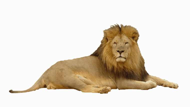 Львенок на белом фоне