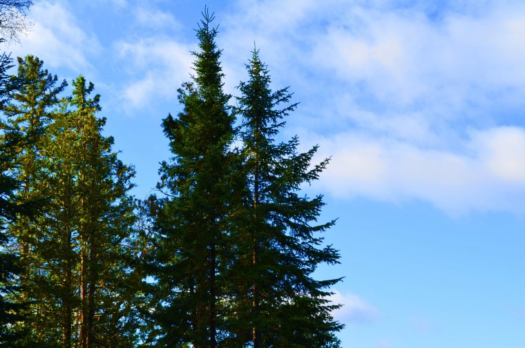 Лес для детей на прозрачном фоне