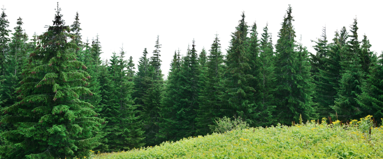 Пихта Америка Тайга