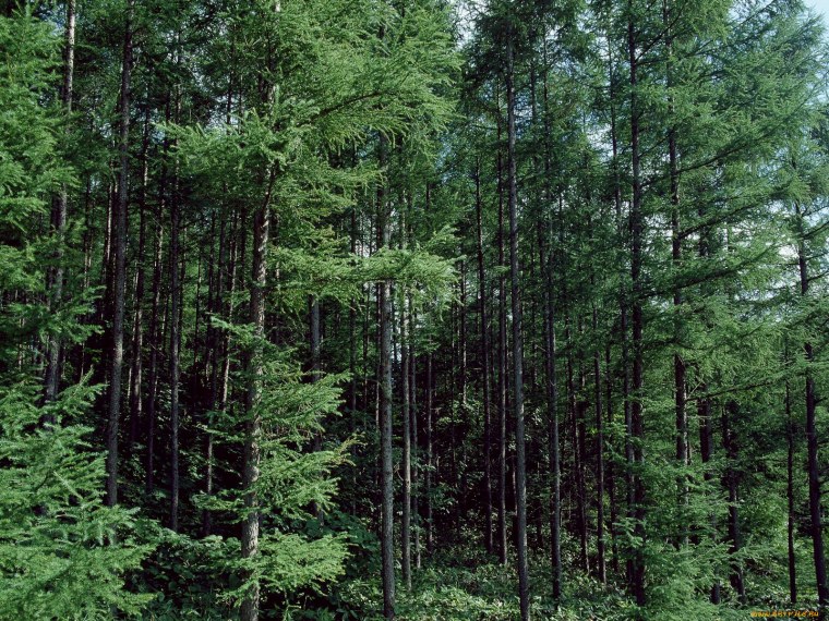 Ель Сибирская темнохвойная