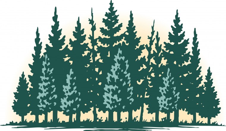 Хвойный лес для детей