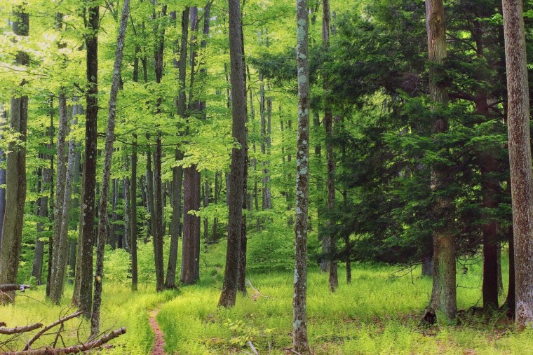 Деревья лес вектор