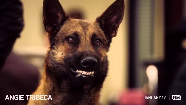 Пес НТВ Никита Панфилов