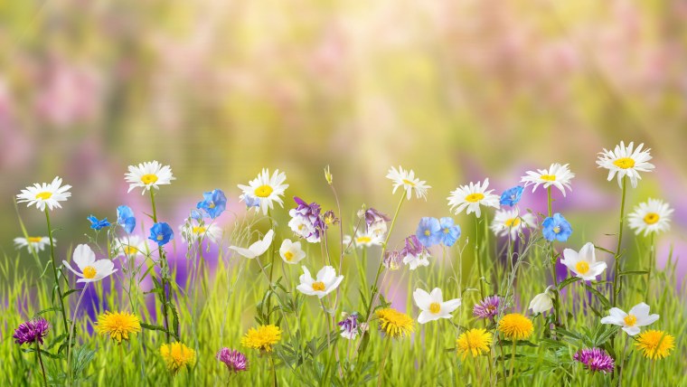 Лужайка с цветами