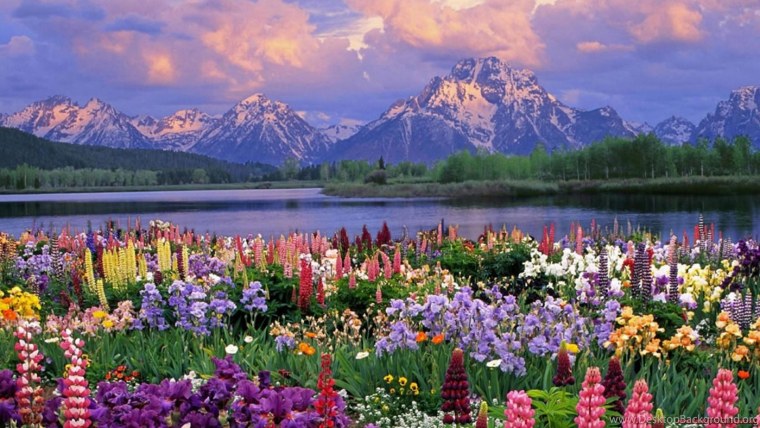 Обложка природа