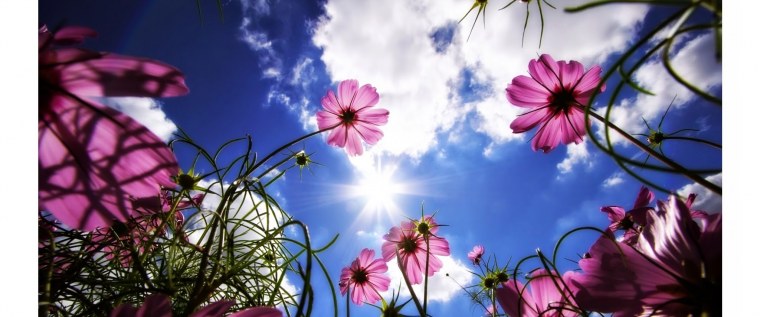 Обложка для ФБ цветы