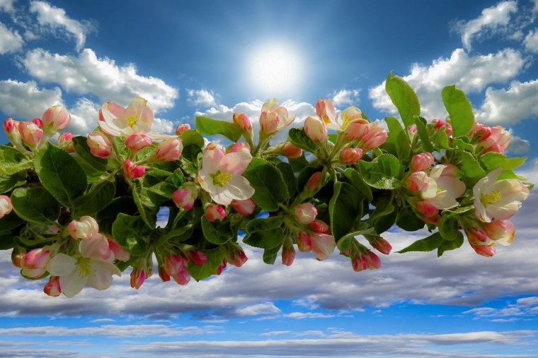 Ветка цветущей яблони