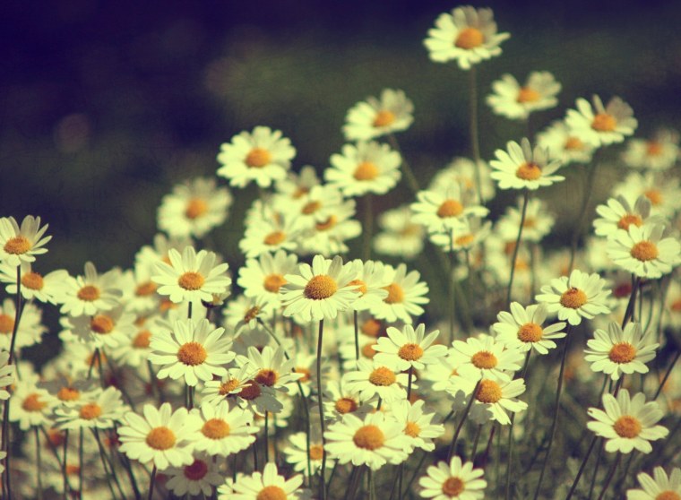 Эстетика природа цветы ромашки