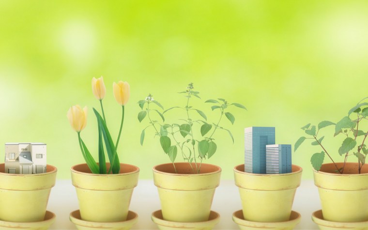 Цветы в горшках