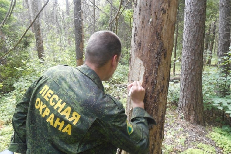 Лесная охрана Лесники