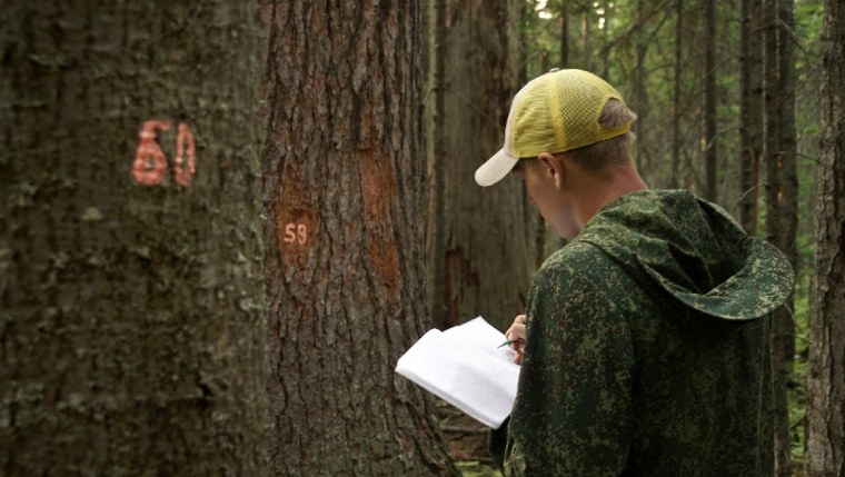 Лесник, Лесной, лесочек,