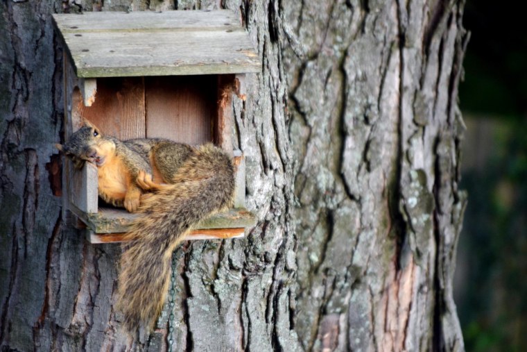 Белочка спит