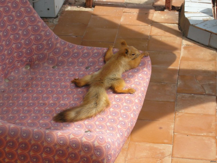 Белка лежит