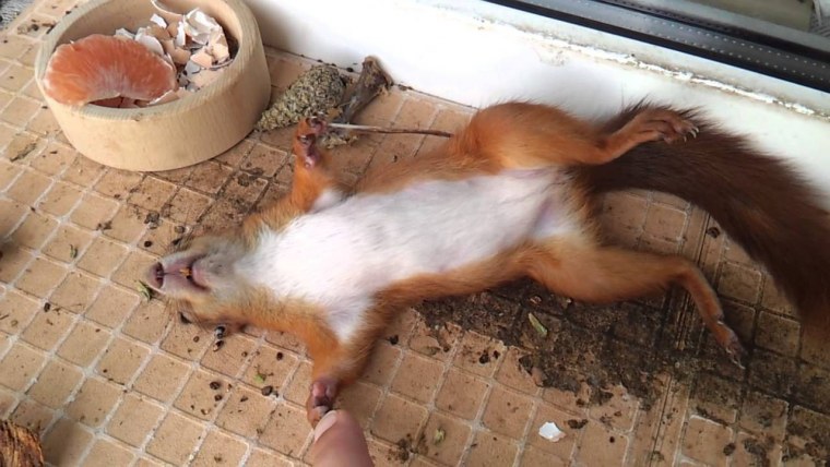 Белочка с орешками