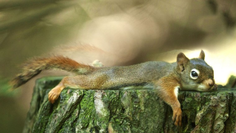 Белка устала