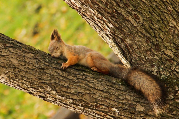 Белка лежит