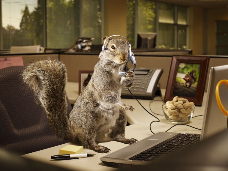 Белка на рабочий стол